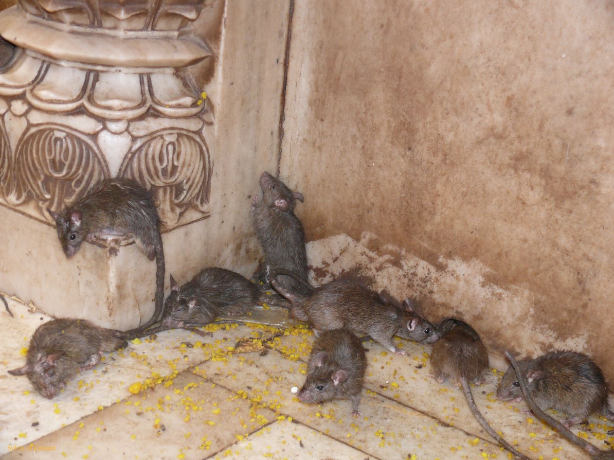 E Bikaner Deshnoke 5