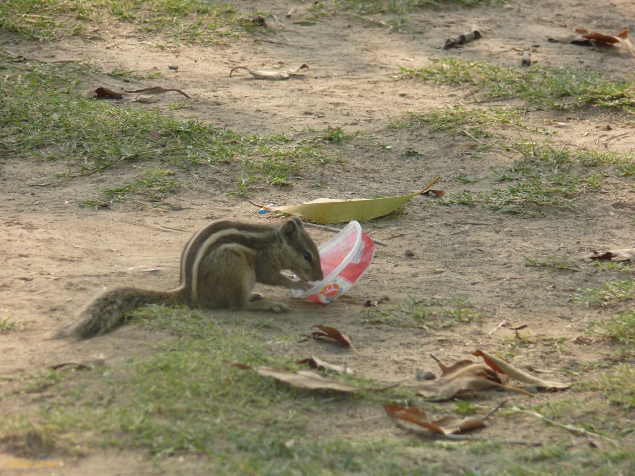 B Delhi Indian Gate 4