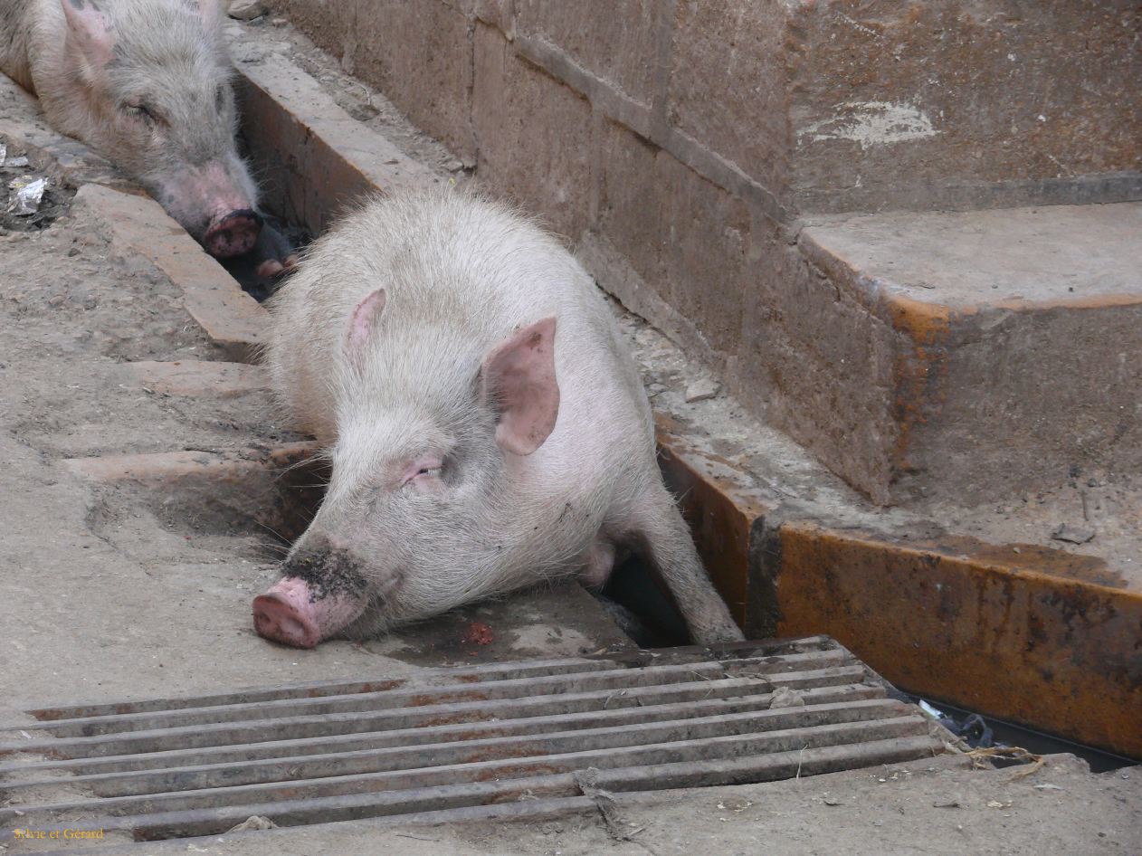 F Jaisalmer La Ville 16