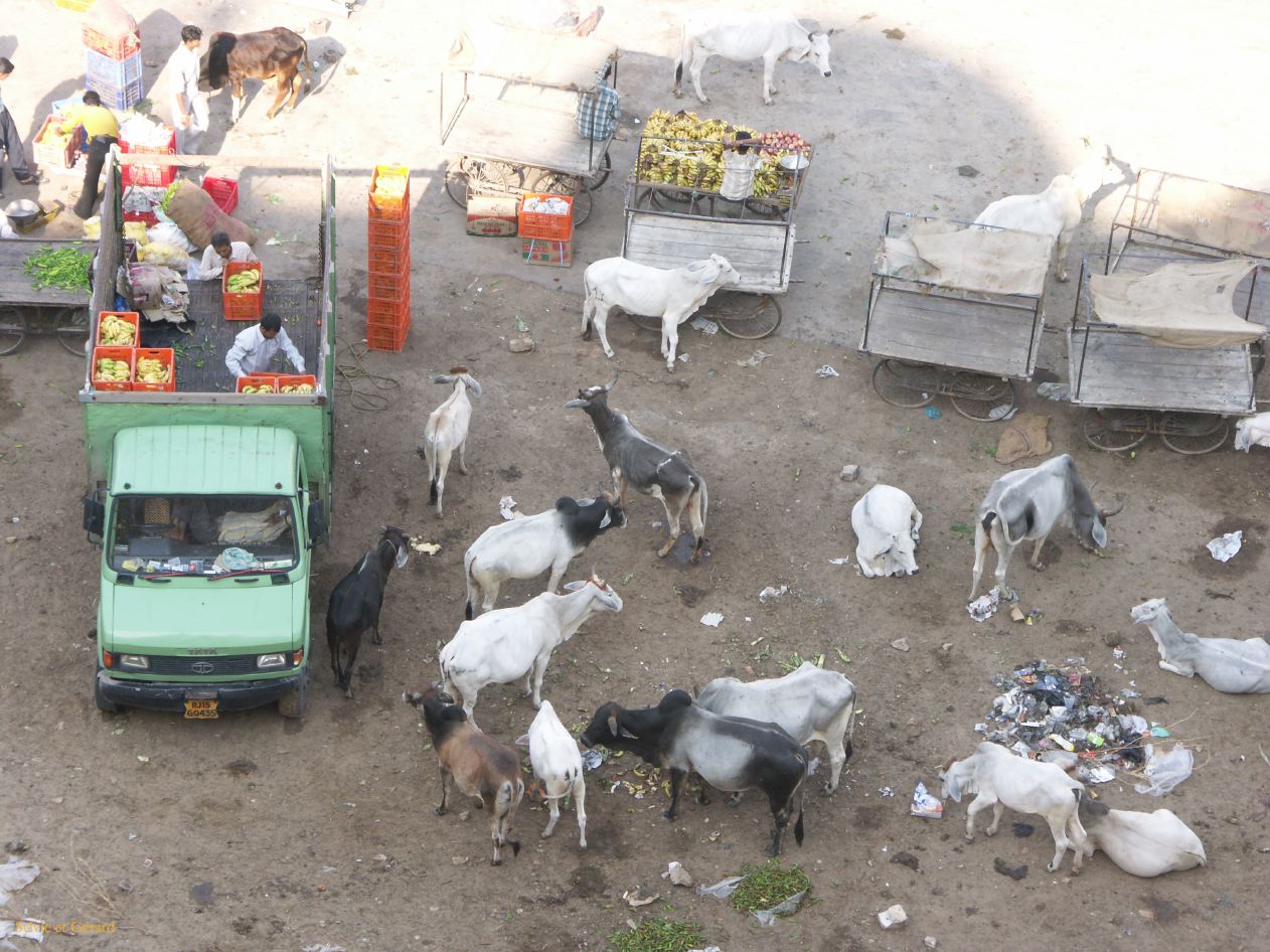 F Jaisalmer La Ville 21