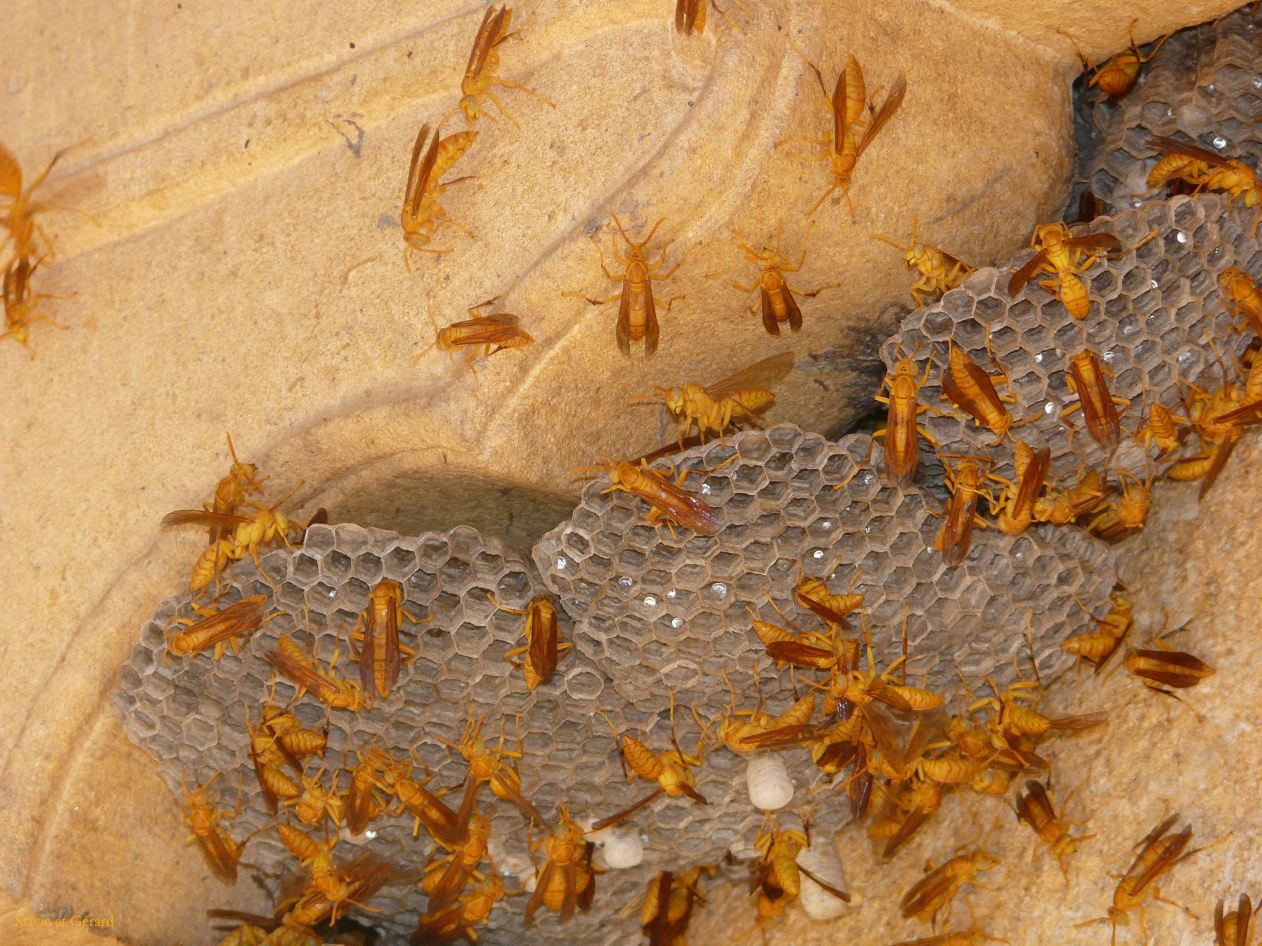 F Jaisalmer Temple Jain Amar Sagar 3