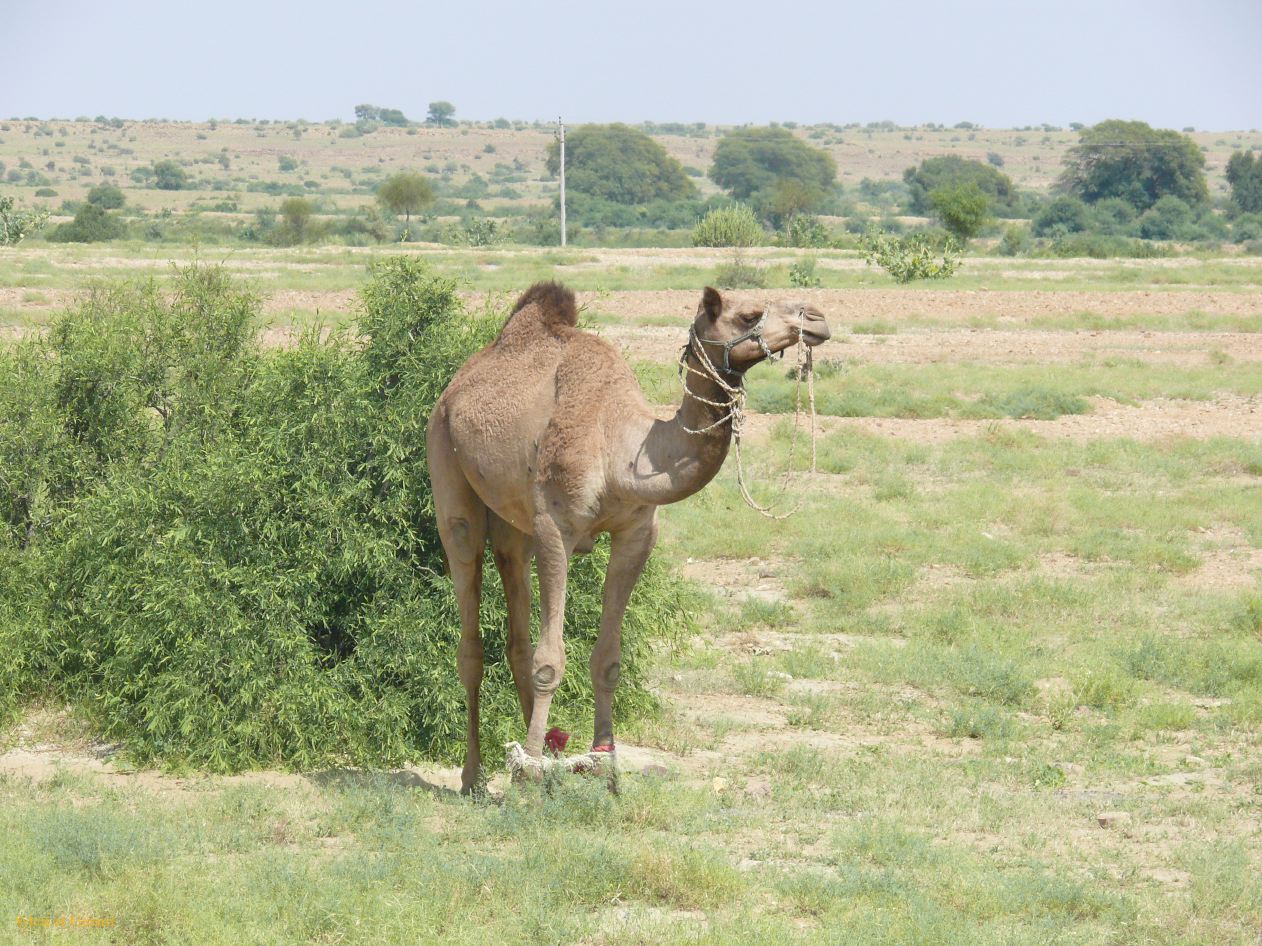 F Jaisalmer Villages alentours 7