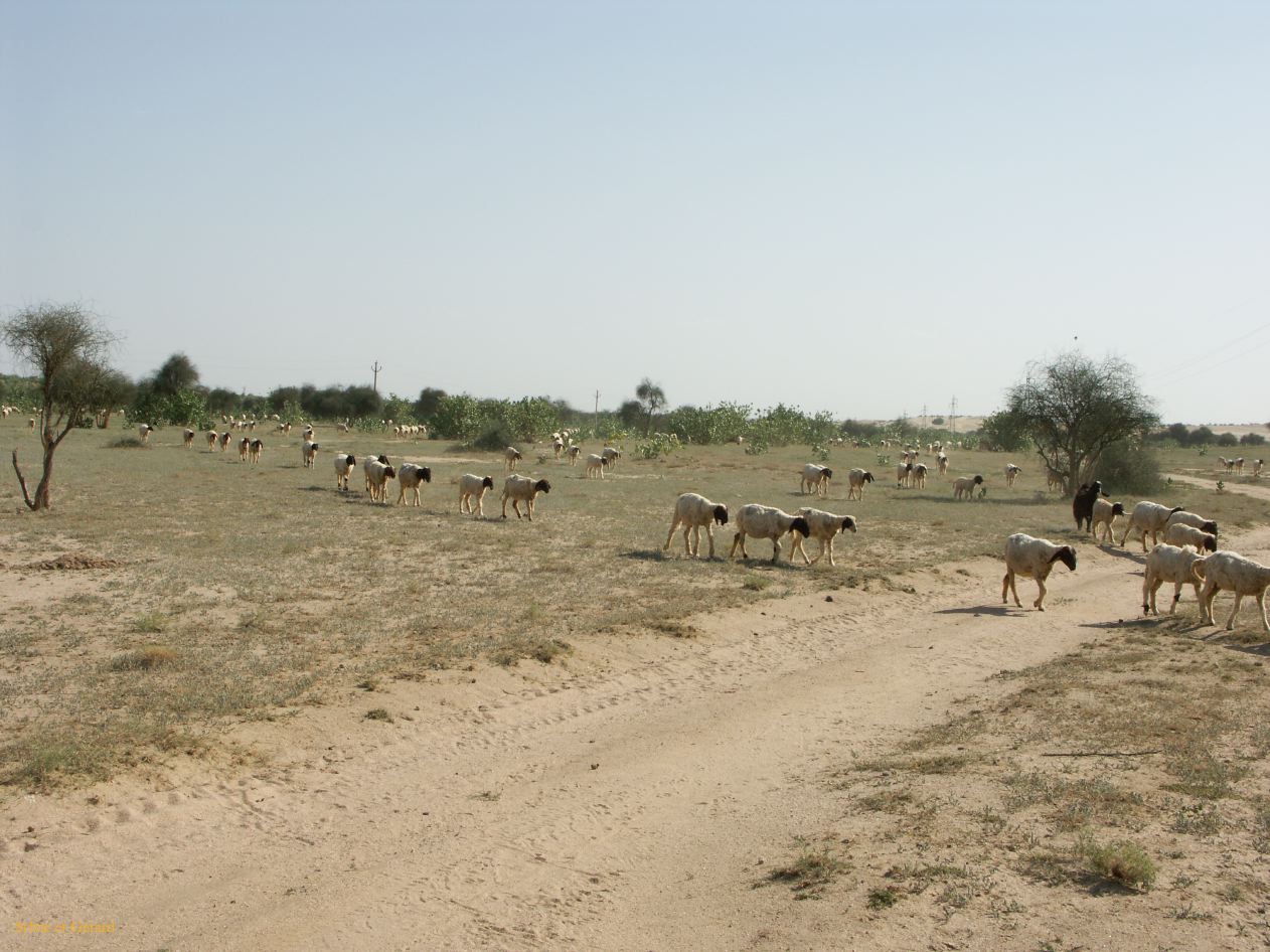 F Jaisalmer Villages alentours 35