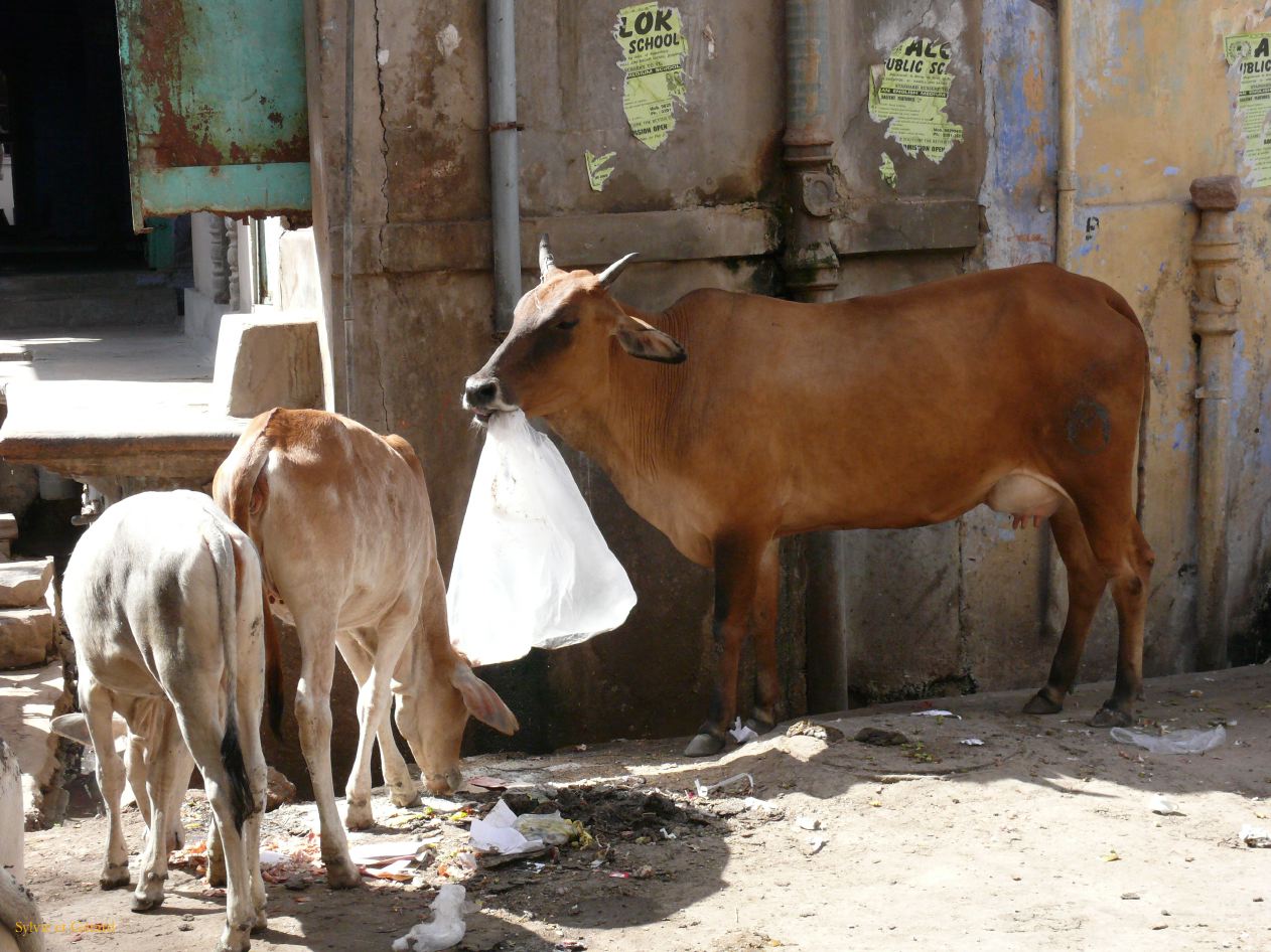 G Jodhpur La Ville 5 1
