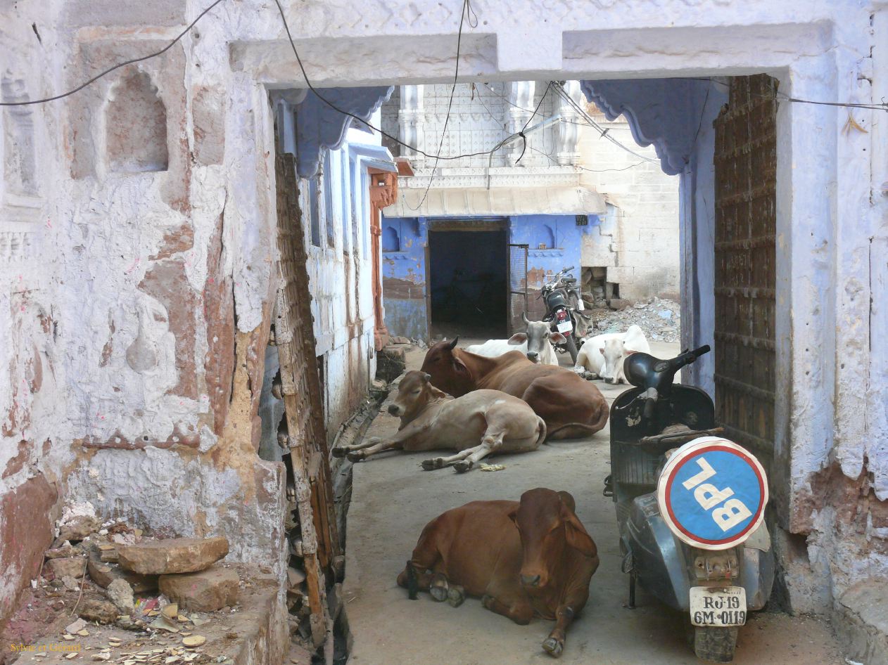 G Jodhpur La Ville 12