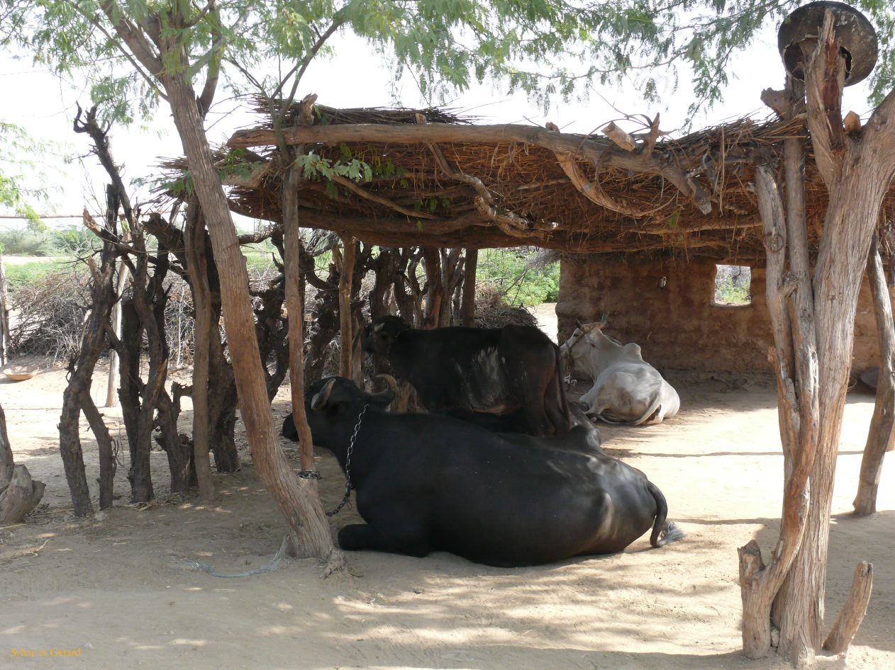 G Jodhpur Village Vishnois 9