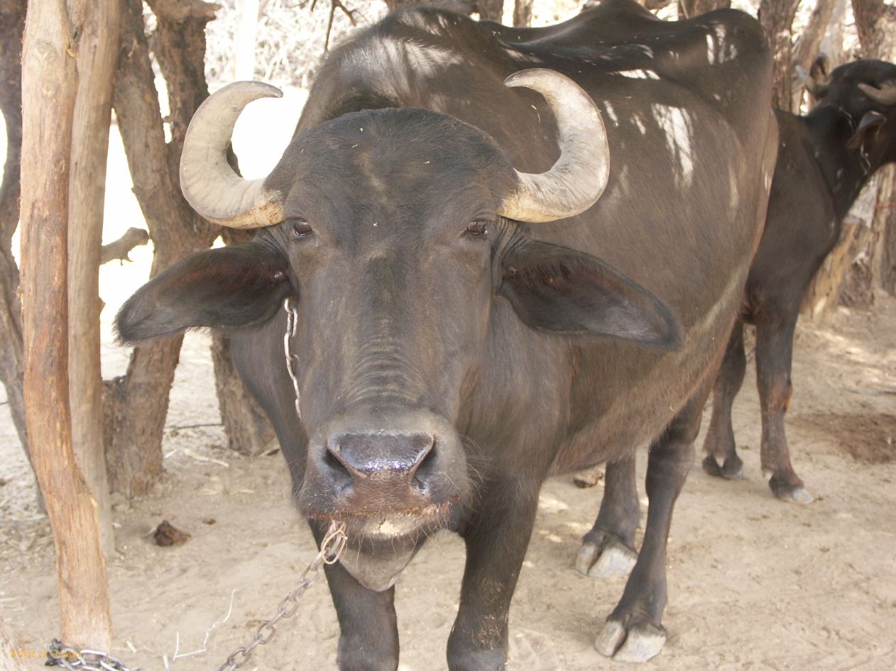 G Jodhpur Village Vishnois 10