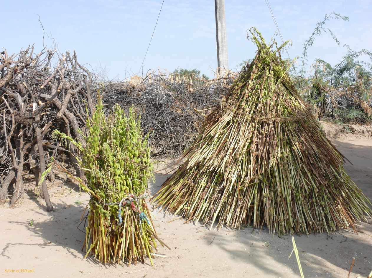 G Jodhpur Village Vishnois 11