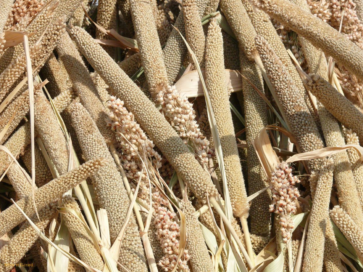 G Jodhpur Village Vishnois 12