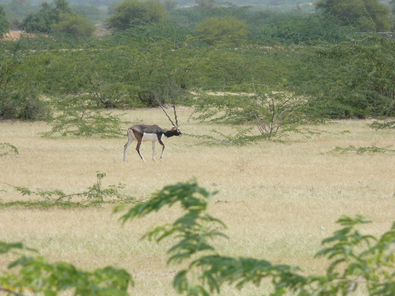 G Jodhpur Village Vishnois 16