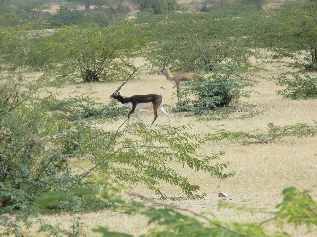 G Jodhpur Village Vishnois 17