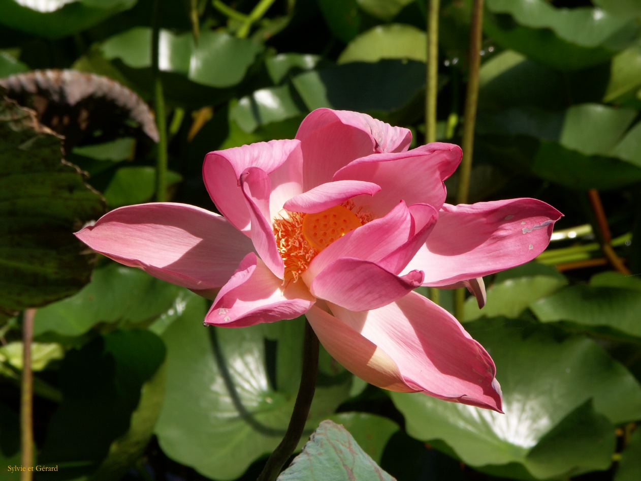 H Udaipur Le Jardin 1