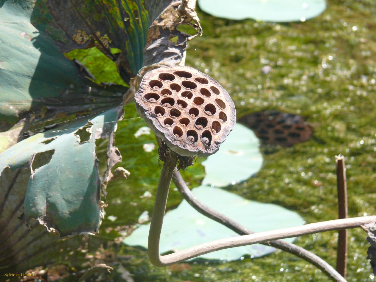 H Udaipur Le Jardin 2