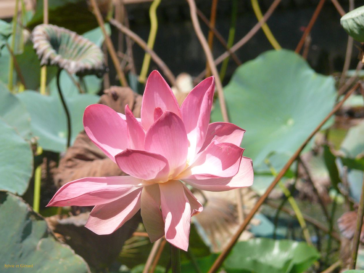 H Udaipur Le Jardin 5