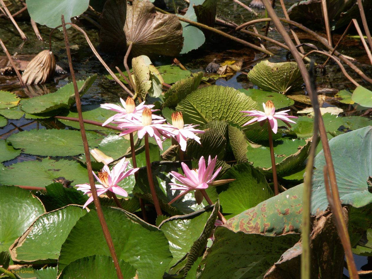 H Udaipur Le Jardin 6