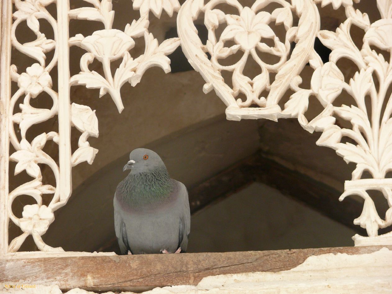 C Jaipur Ambert Citadelle 16