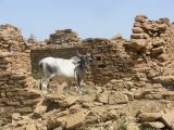 F Jaisalmer Village Fantome Kuldhara 2