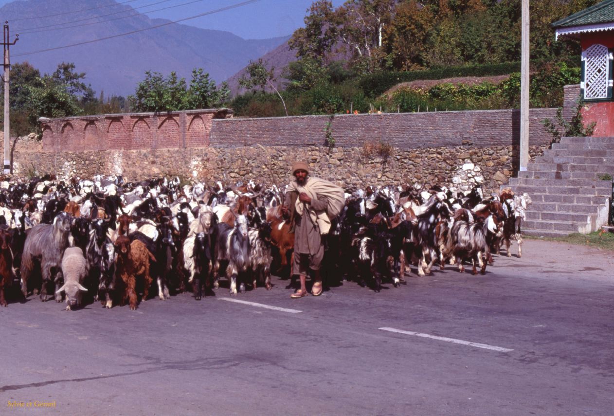 118 berger et son troupeau à Srinagar Cachemire Inde-1991-116