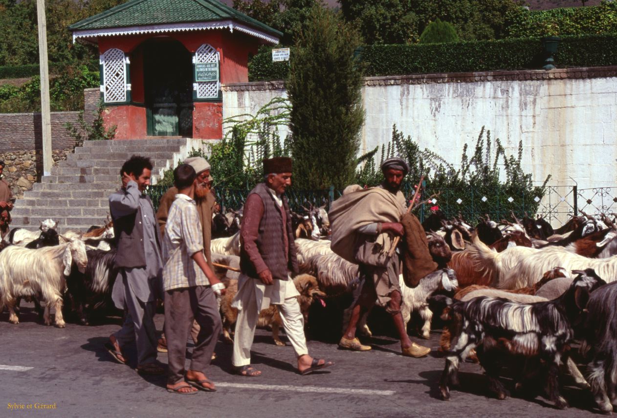 120 bergers et leurs chèvres Srinagar Cachemire Inde-1991-118