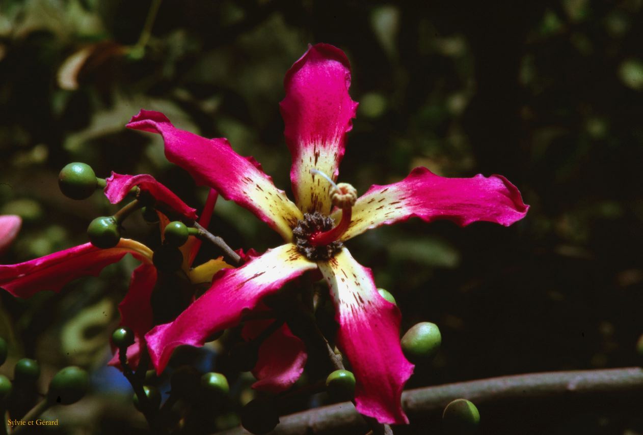 188 Agra fleur Inde-1991-186