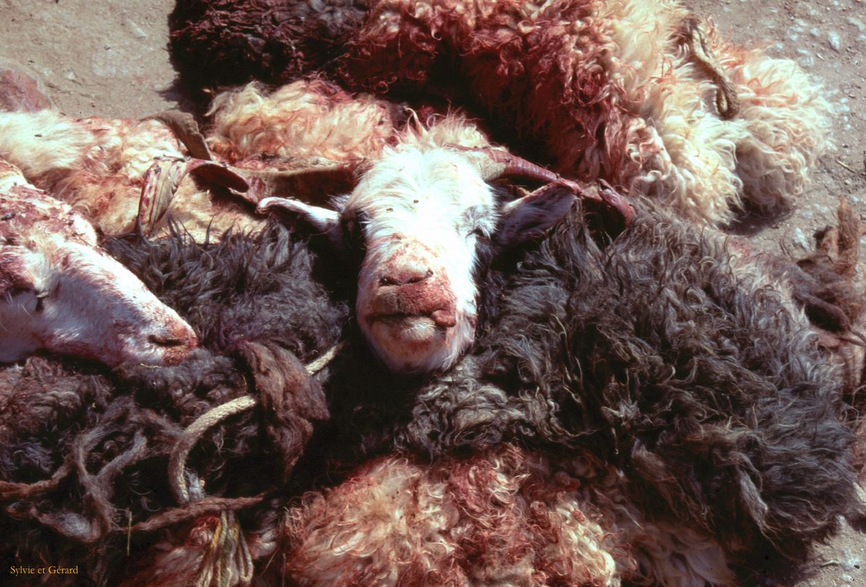 46 Leh moutons Ladhak Inde-1991-044