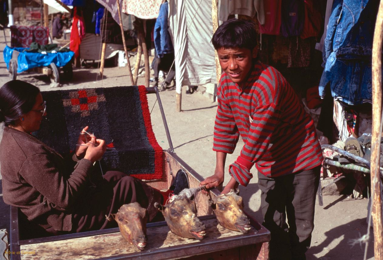 47 Leh têtes de moutons Ladhak Inde-1991-045