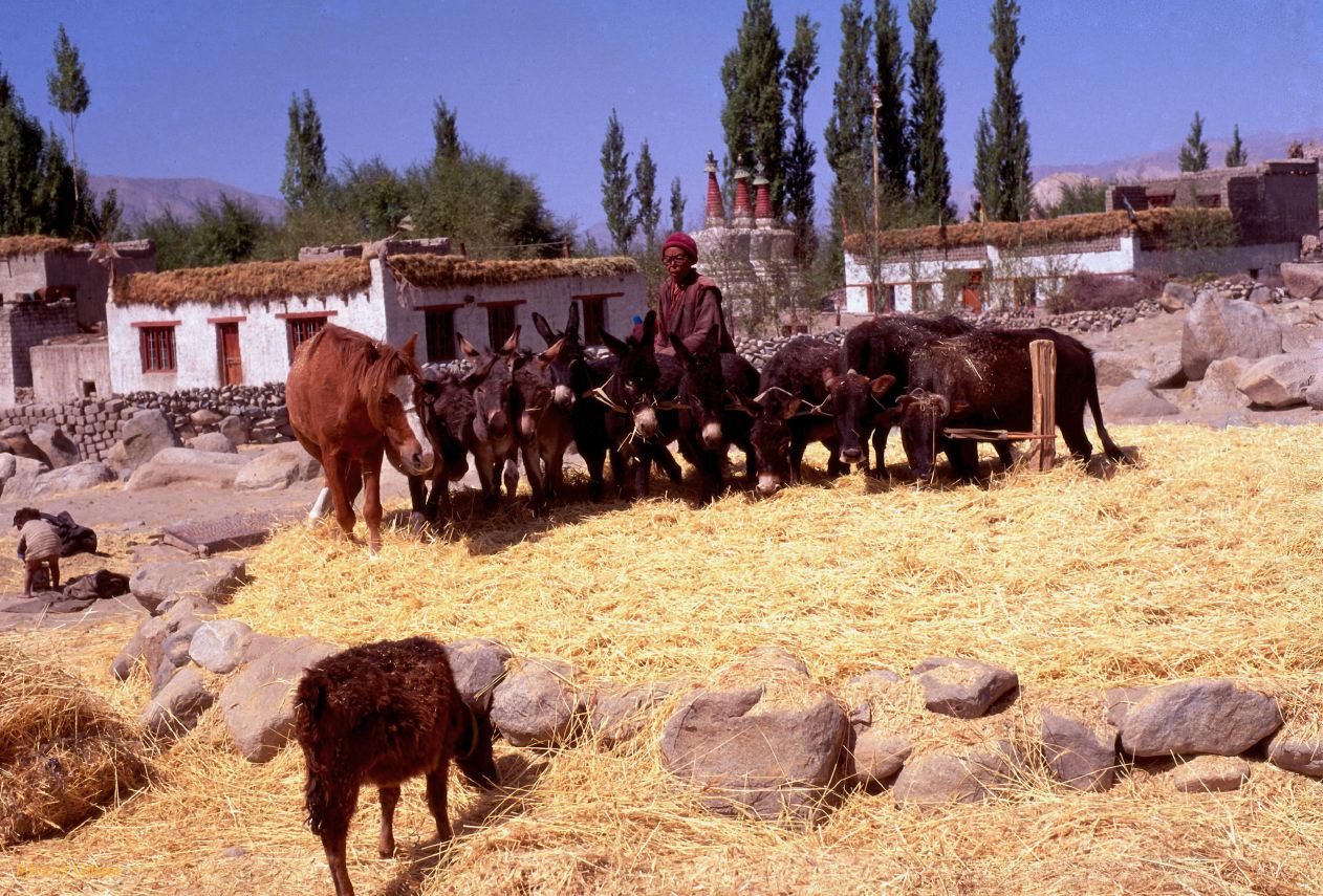 71 Thiksé orge battue par les yaks Ladhak Inde-1991-069