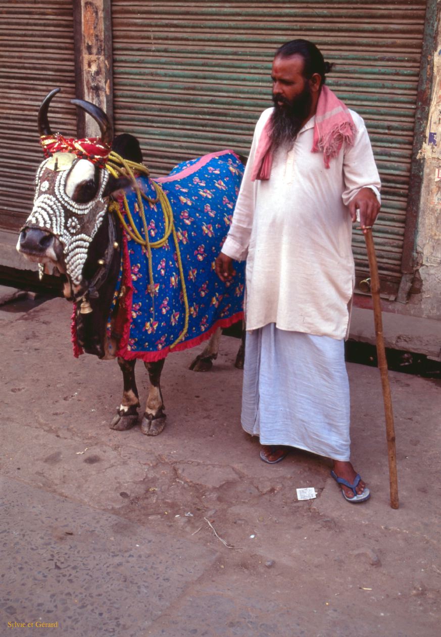 09 Dehli vache sacrée Inde-1991-009