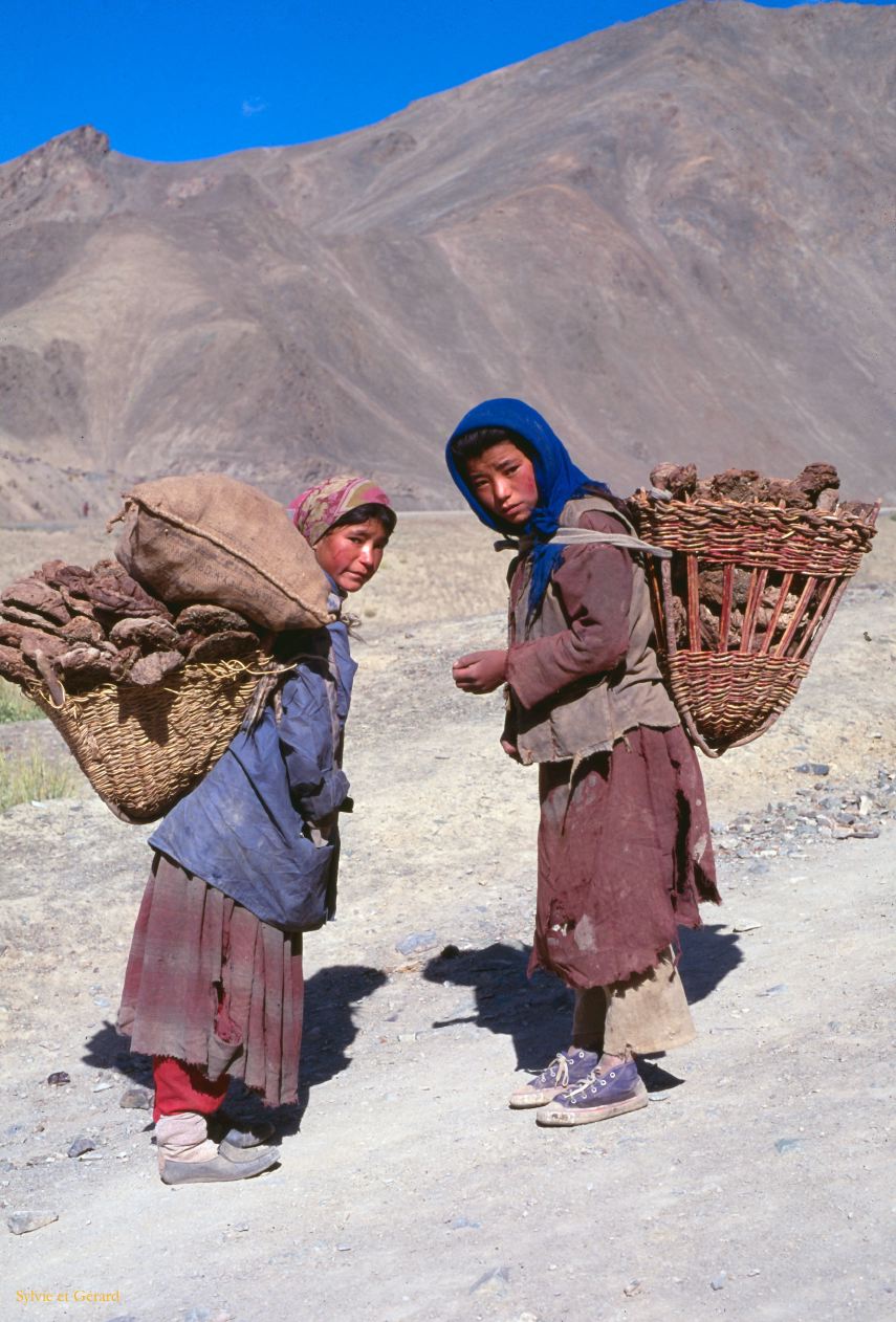 99 Lamayuru jeunes filles ramassant des bouses de yaks Ladhak Inde-1991-097