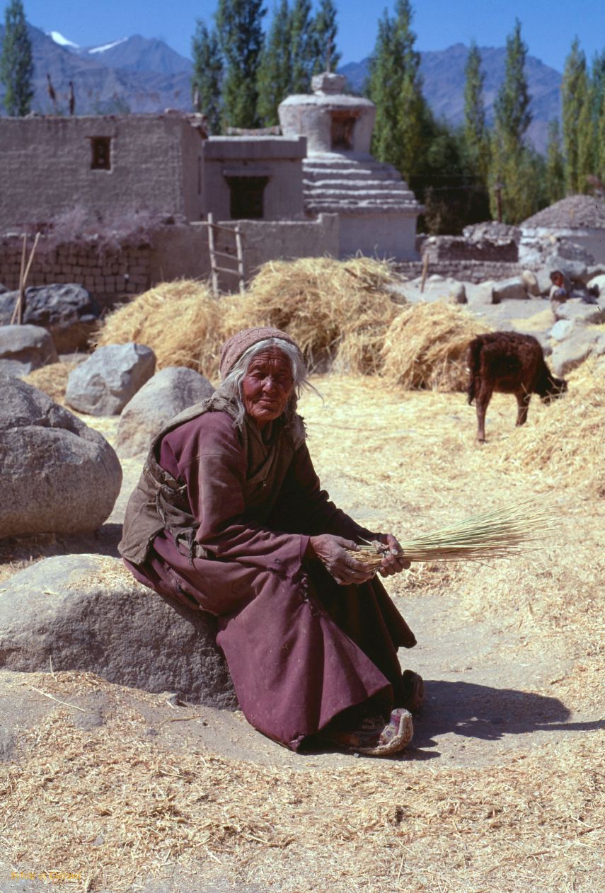 101 Lamayuru paysanne Ladhak Inde-1991-099