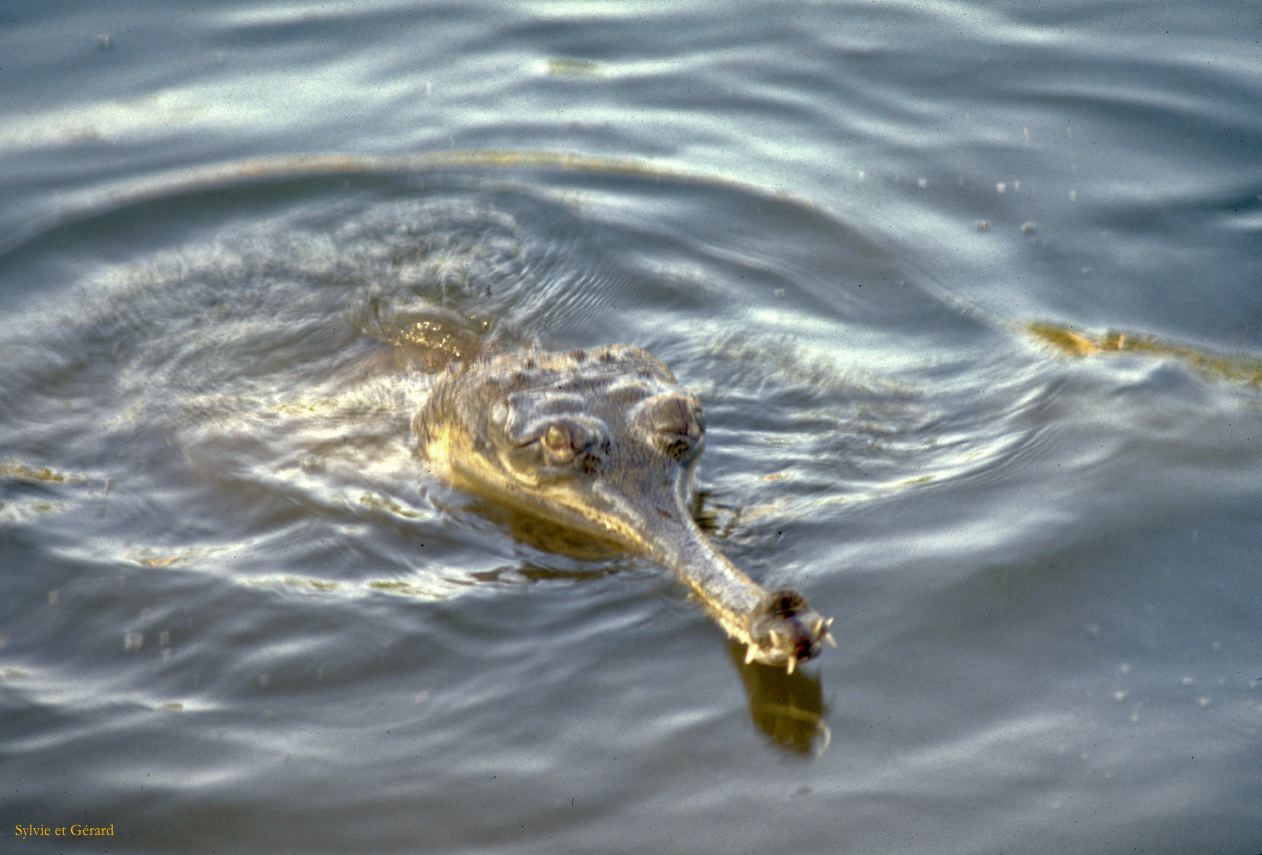 14  Madras crocodile glavial bank Inde 1983-112