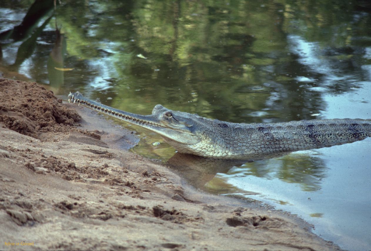 14  Madras crocodile glavial bank Inde 1983-114