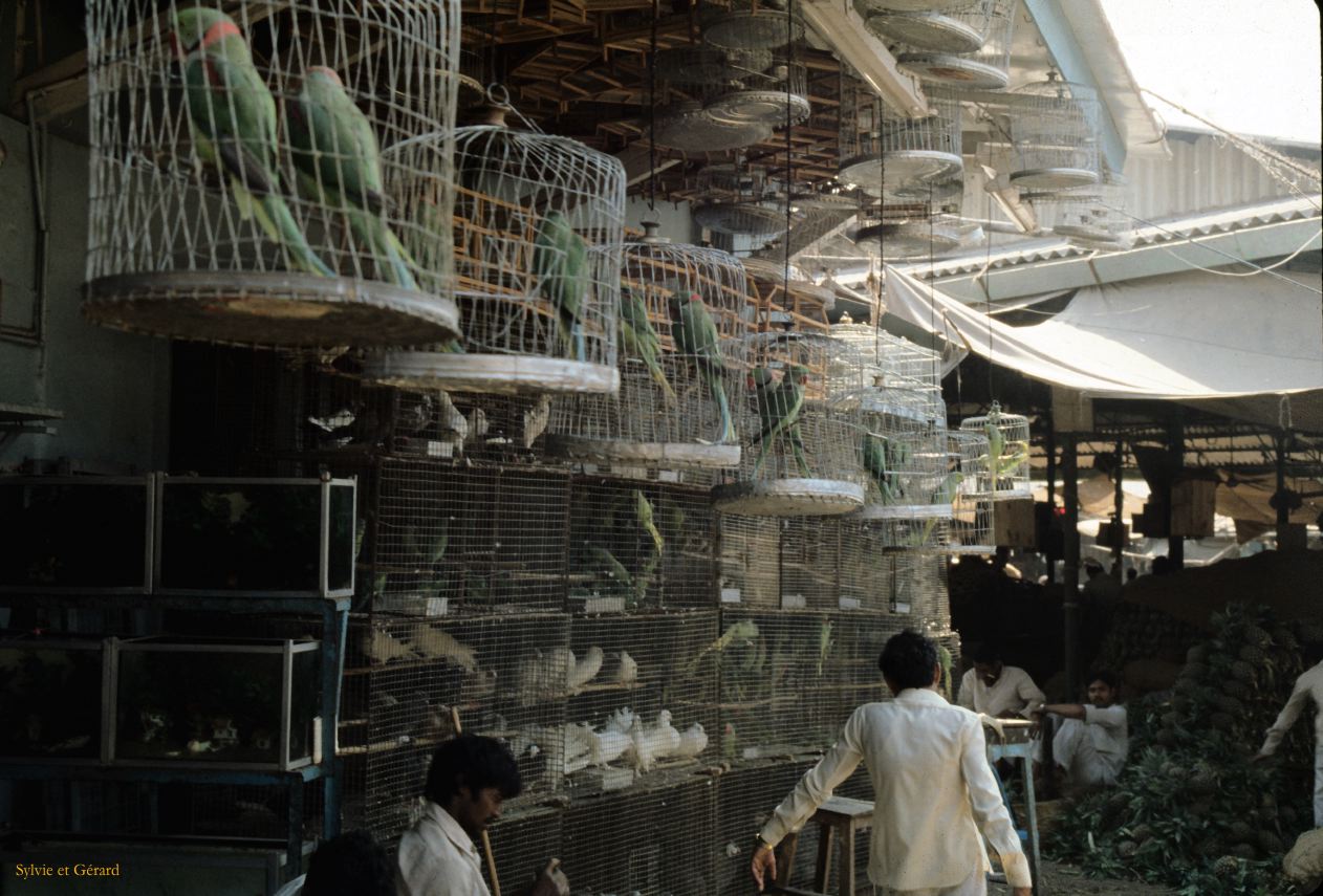 03 Mysore Inde 1983-11