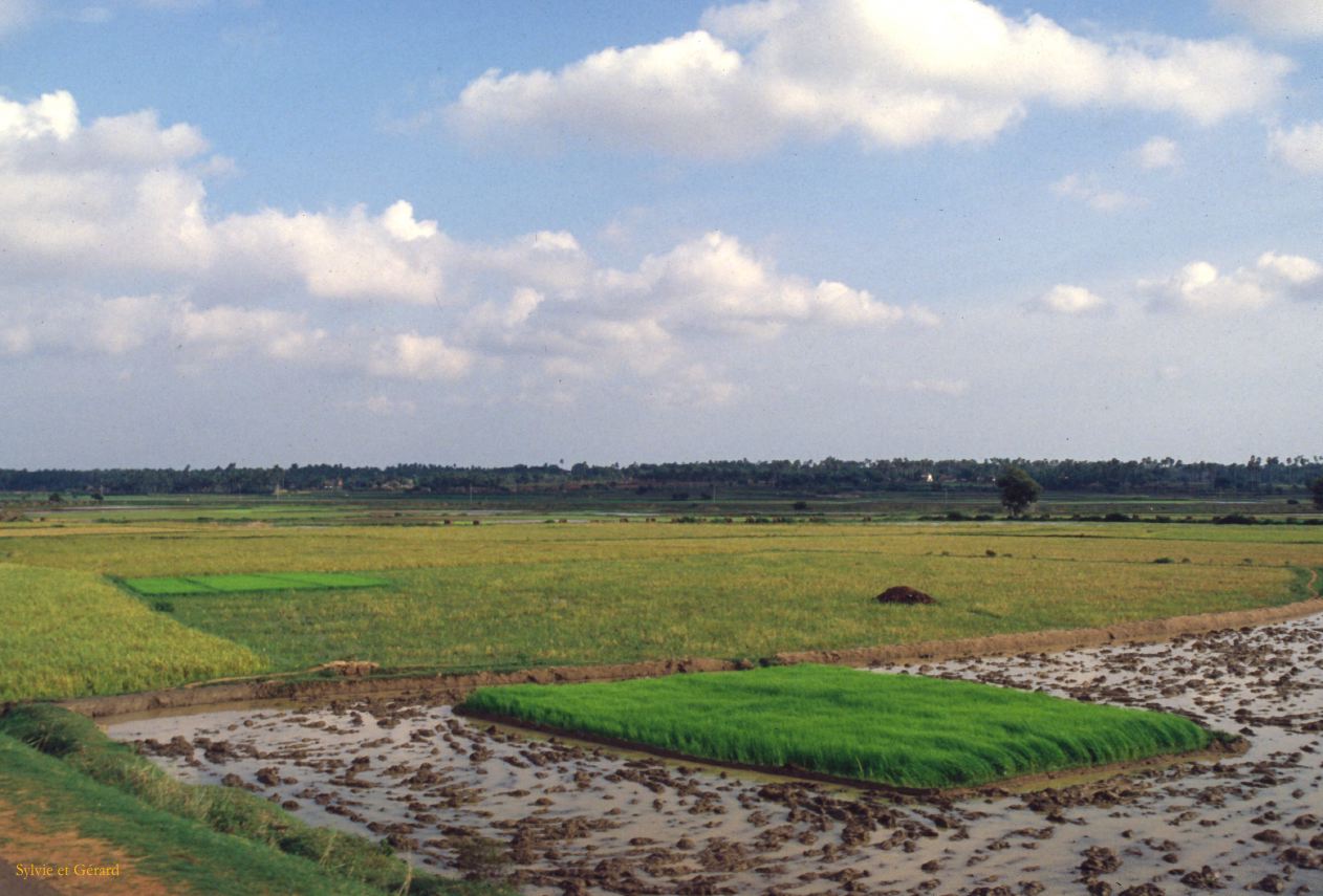 05 Kérala rizières Inde 1983-085