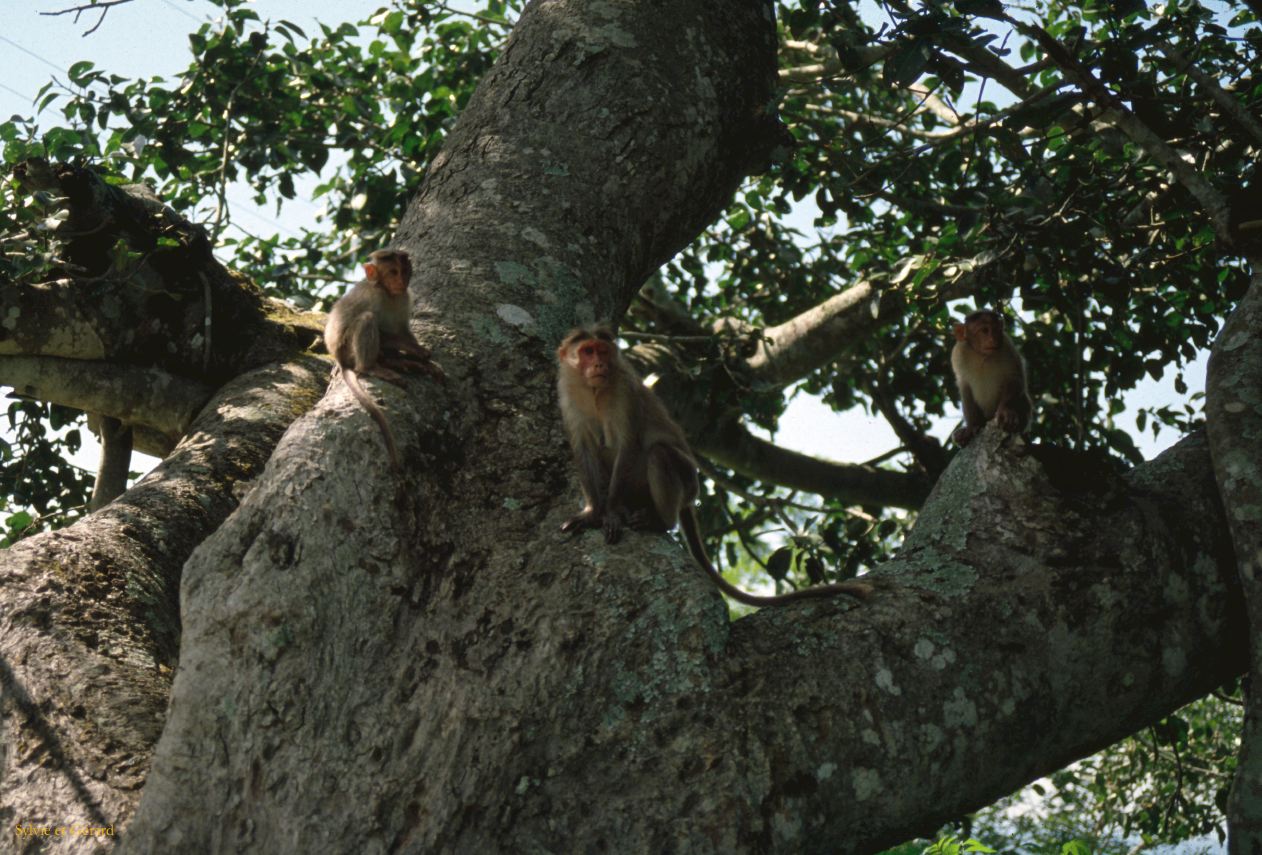 07 Madurai Inde 1983-051