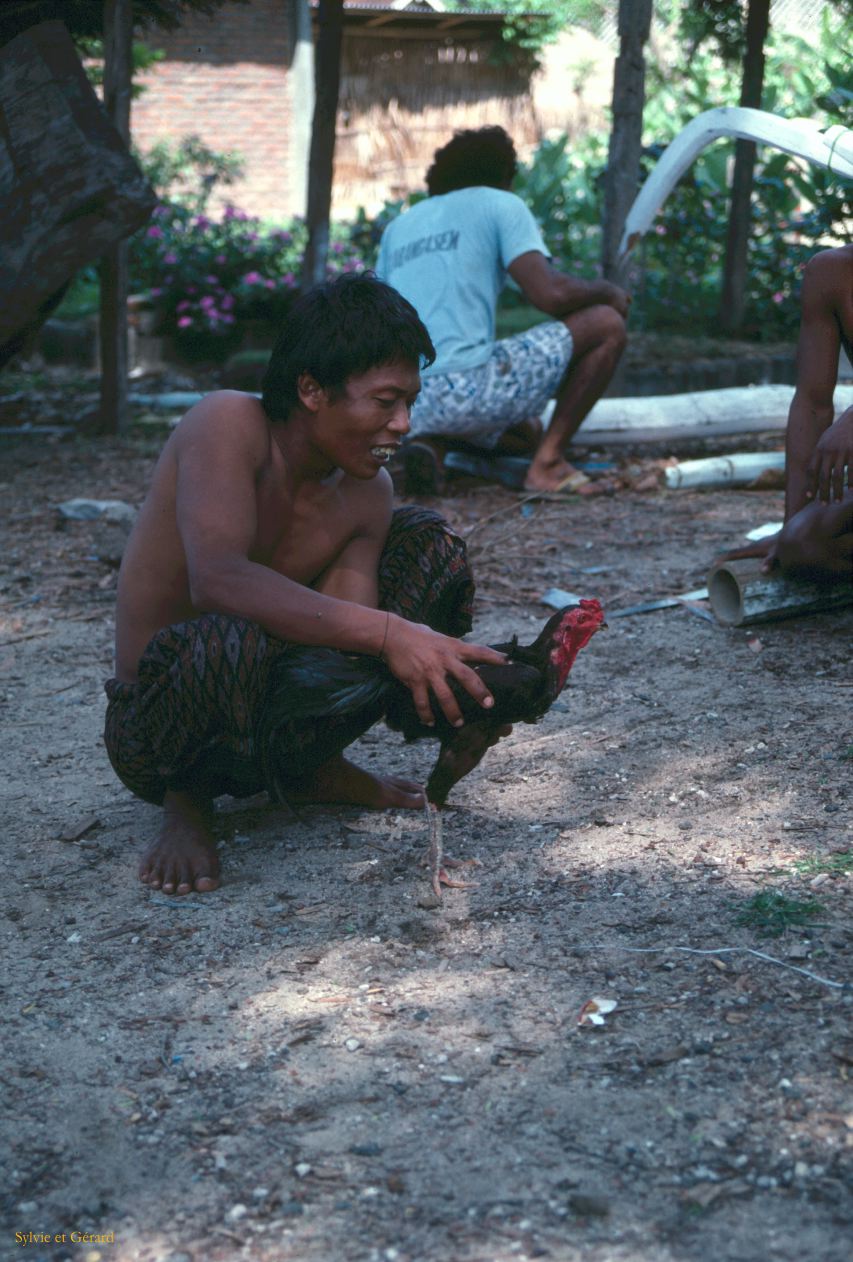 Java Bali 1989-116 Bali  combats de coqs 