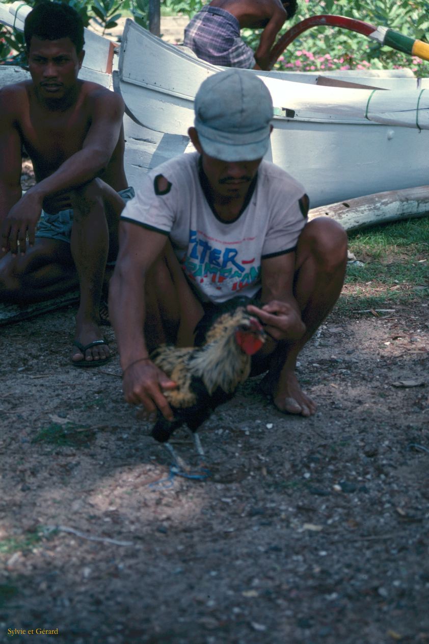 Java Bali 1989-117 Bali  combats de coqs 