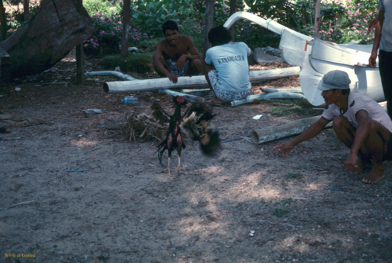 Java Bali 1989-118 Bali  combats de coqs 