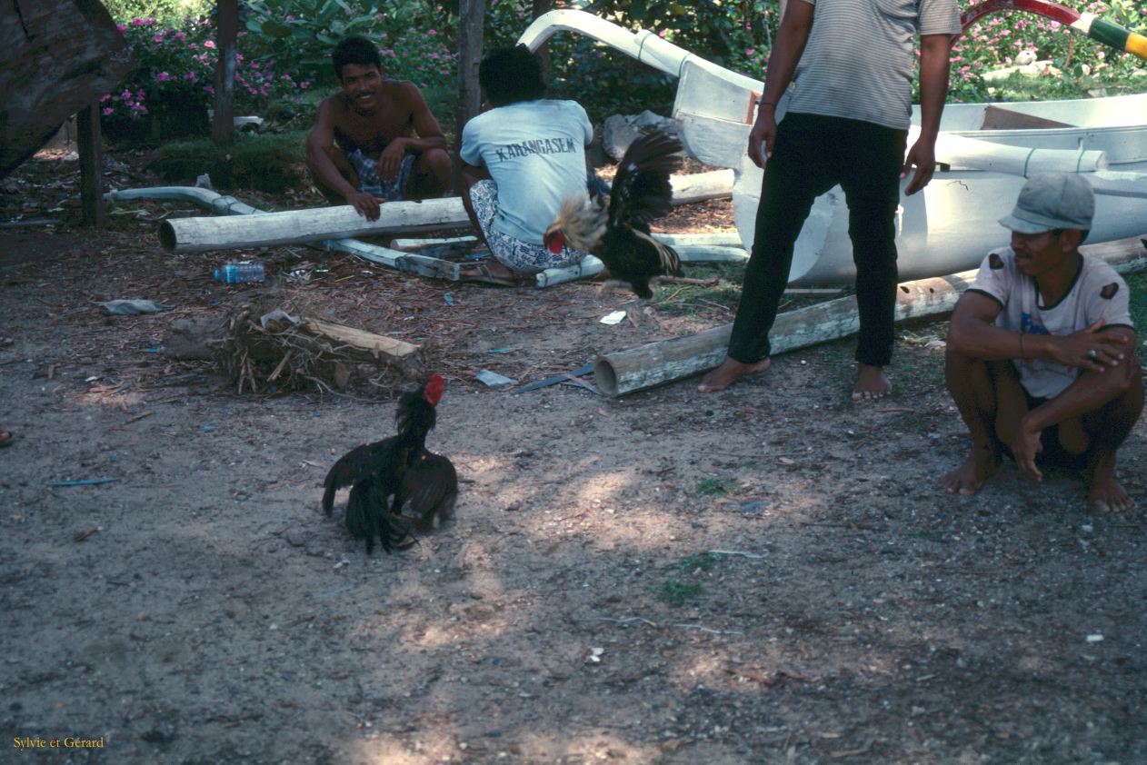 Java Bali 1989-119 Bali  combats de coqs 