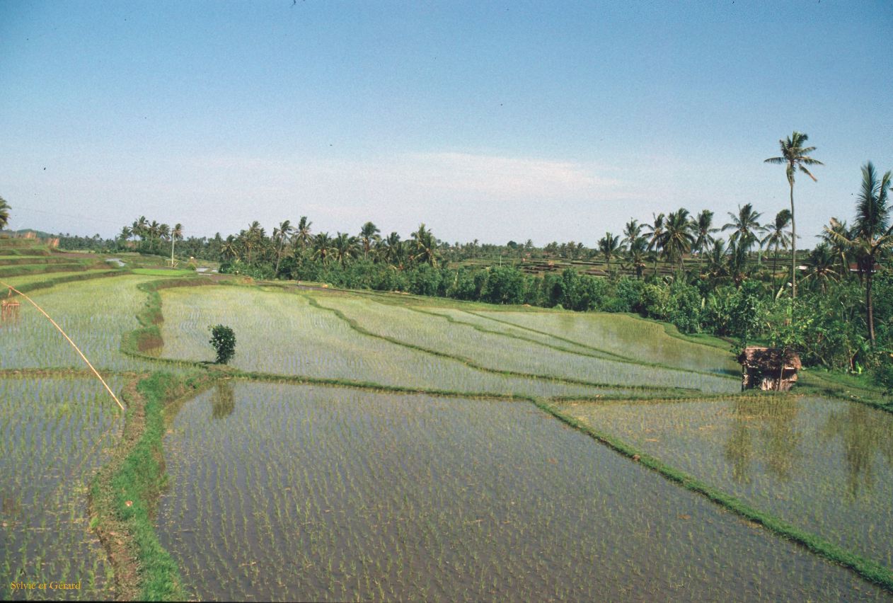 Java Bali 1989-205 Bali rizières 