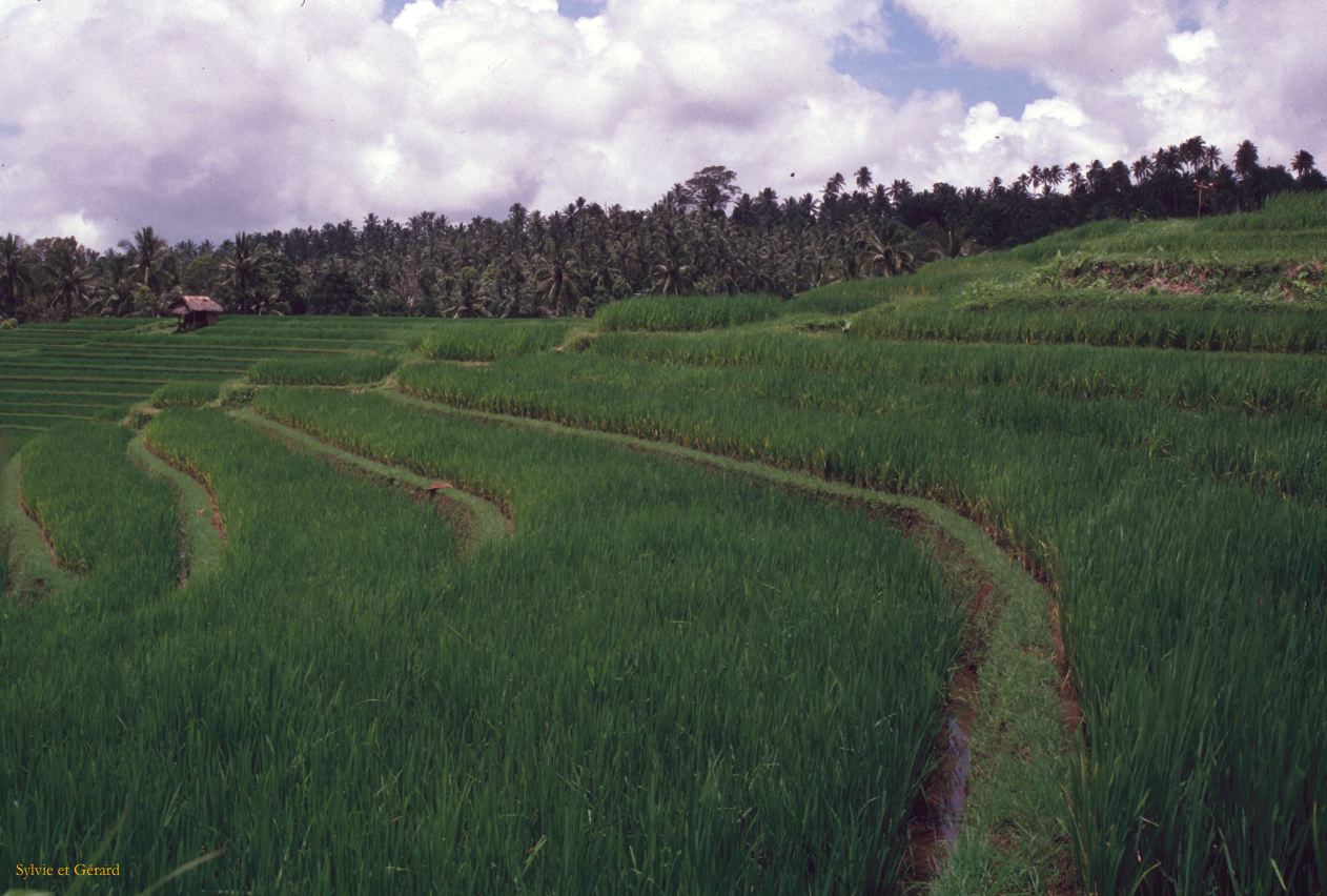 Java Bali 1989-210 Bali rizières 