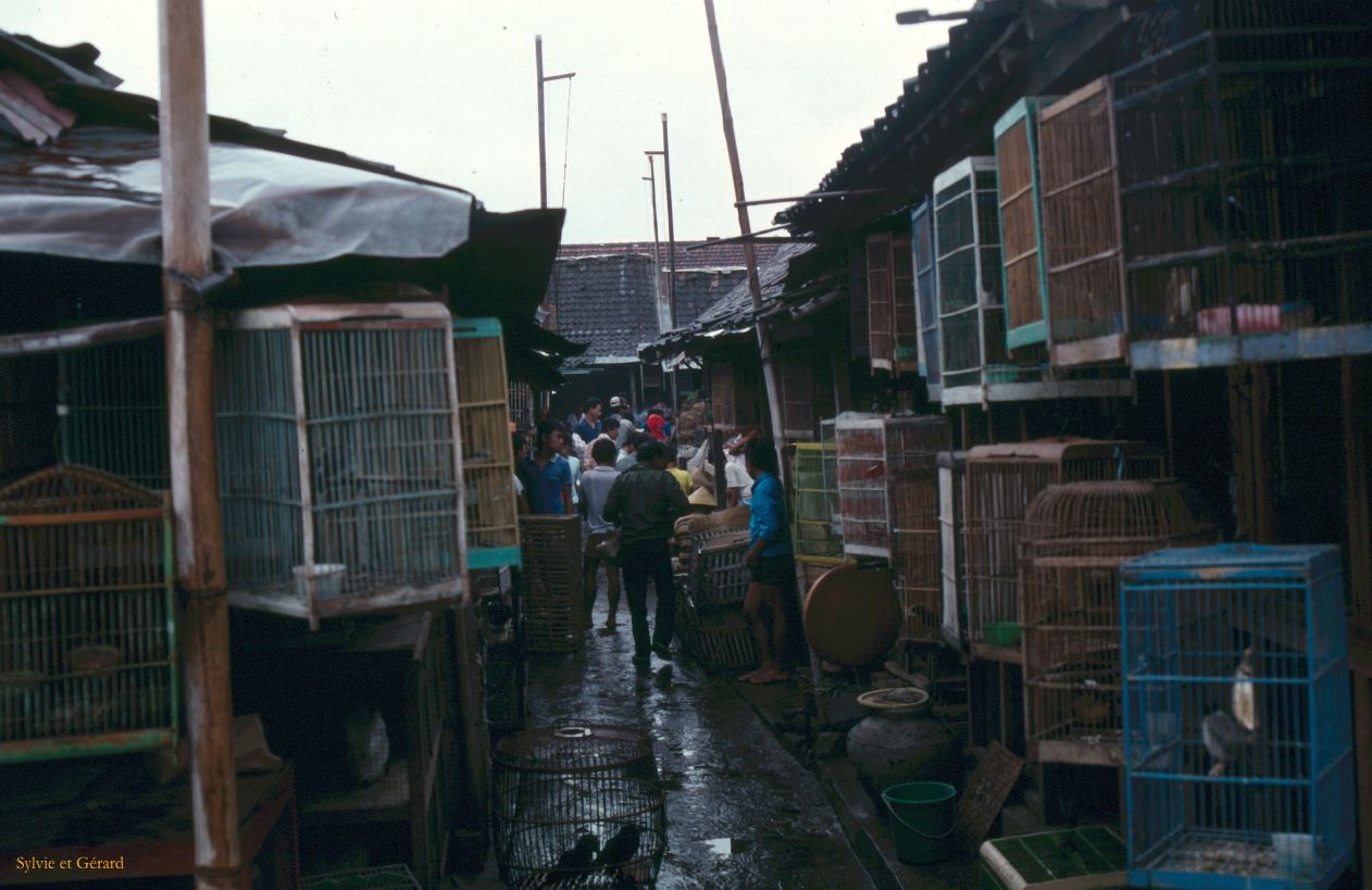 Java Bali 1989-027 Jogjakarta le marché aux oiseaux 