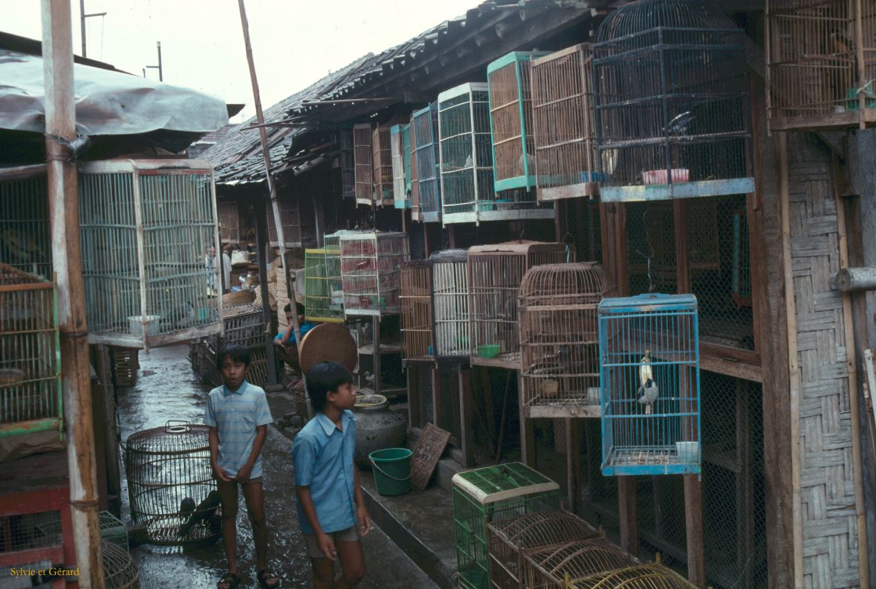 Java Bali 1989-028 Jogjakarta le marché aux oiseaux 