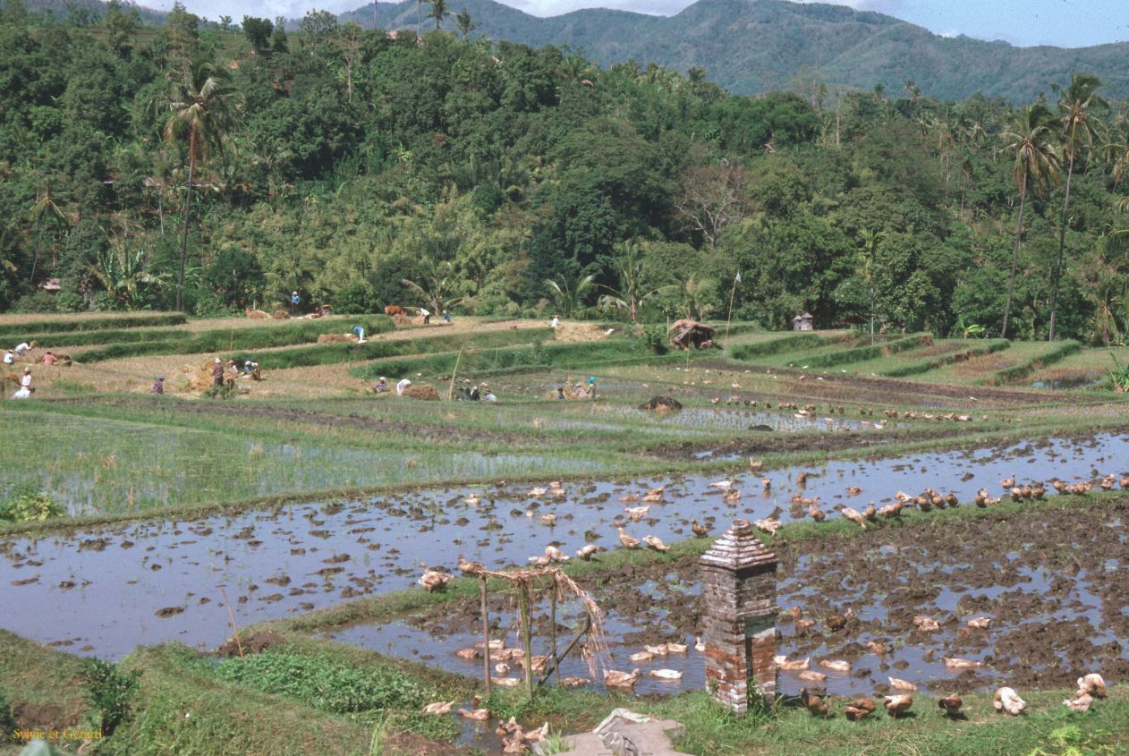 Java Bali 1989-068 rizière en haut avec des canards