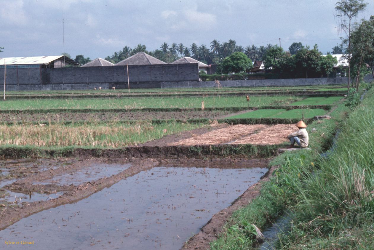 Java Bali 1989-069 rizière 