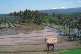 Java Bali 1989-203 Bali rizières 