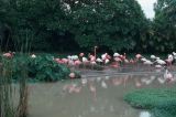 Java Bali 1989-240 Singapour flamants roses