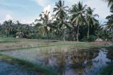 Java Bali 1989-067 rizière en eau 