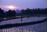 Java Bali 1989-075 rizière au coucher de soleil 