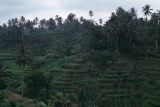 Java Bali 1989-079 rizière en escaliers 